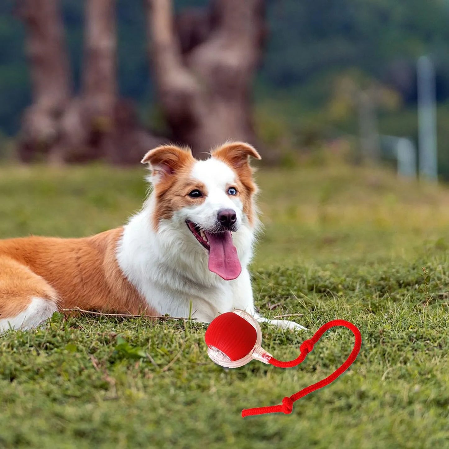 Lettuce Interactive Cat Toys